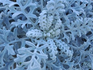 close up of a flower