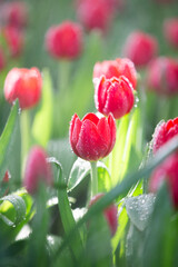 Wall Mural - tulips. a bulbous spring-flowering plant of the lily family, with boldly colored cup-shaped flowers.