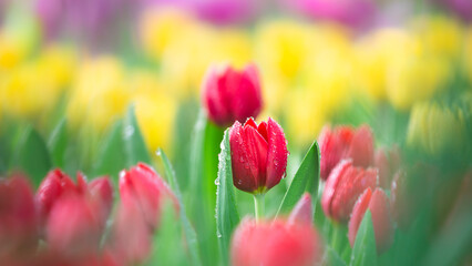 Sticker - tulips. a bulbous spring-flowering plant of the lily family, with boldly colored cup-shaped flowers.