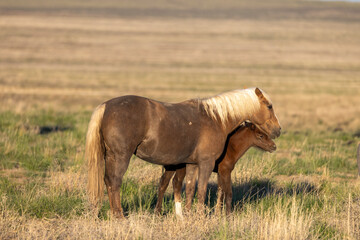 Wall Mural - wild horse mare and foal in the utah desert in springtime