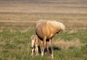 Wall Mural - Wild Horse Mare and Foal in the Utah Desert in Springtime