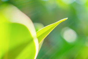 Wall Mural - Natural plant green leaf in garden with bokeh background