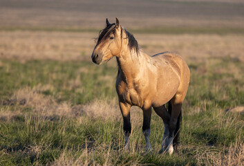 Wall Mural - wild horse in springtime in the utah desert