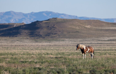 Wall Mural - wild horse in springtime in the utah desert