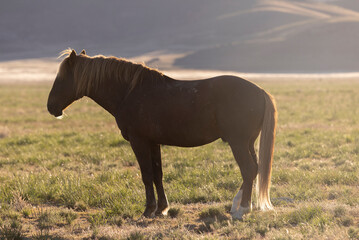 Wall Mural - wild horse in springtime in the utah desert