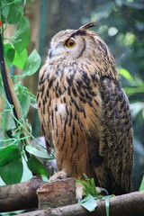 Wall Mural - great horned owl in flight