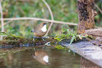 Wall Mural - A white throated laughingthrush perched next to a waterbody with its reflection in the water on the outskirts of sattal, Uttarakhand 