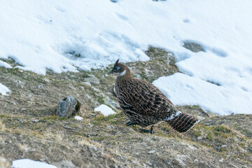 Wall Mural - A beautiful himalayan Monal forging on the ground underneath snow on the mountain of Tunganath in Chopta, Uttarakhand 