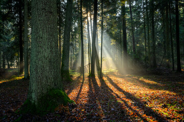 Wall Mural - Beautiful sunny morning in green forest