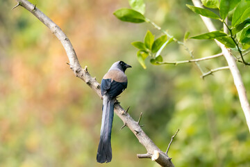 Wall Mural - A gray treepie perched on a tree branch feeding on seeds in the outskirts of Sattal in Uttarakhand