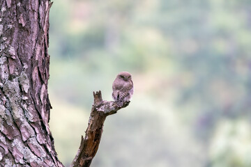 Wall Mural - An Asian-barred Owlet perched on top of a branch on the outskirts of Sattal city in Uttarakhand