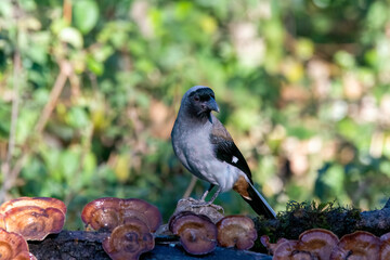 Wall Mural - A gray treepie perched on a tree branch feeding on seeds in the outskirts of Sattal in Uttarakhand