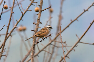 Wall Mural - A Rock Bunting perched on a branches of a tree on the outskirts of Mandal town in Uttarakhand