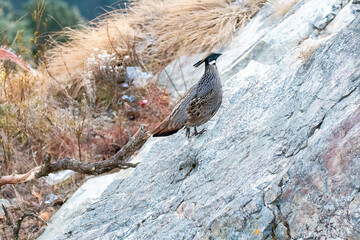 Wall Mural - A Koklass pheasant forging on ground next to a temple on the outskirts of Rudraprayag, Uttarakhand 