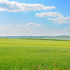 Wall Mural - Green wheat field and blue sky.