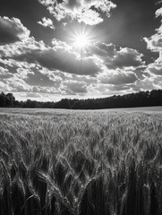 Canvas Print - Field of wheat