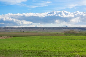 Poster - beautiful view in farm field with rural plants