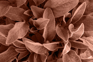 Background from leaves close-up in Color of the year, 2025, mocha mousse,. Color of the year