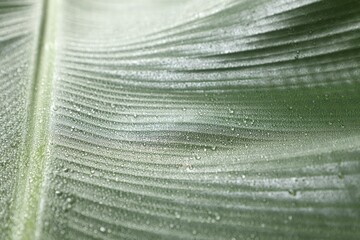 Wall Mural - fresh green banana tree leaf as background, closeup