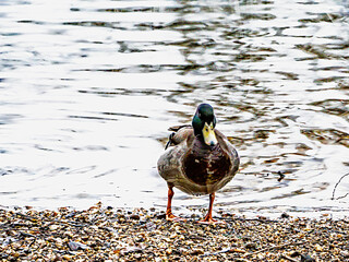 duck on the water