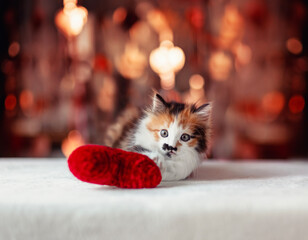 Sticker - cute little kitten peeking out of basket on festive glitter background