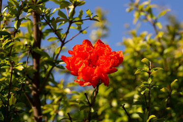 Wall Mural - A pomegranate is flowering. A large orange flower on a pomegranate tree in the garden, macro.
