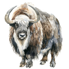 Wall Mural - A watercolor drawing of a Musk Ox, isolated on a white background. Musk Ox vector.