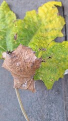 A picture of two different leaves together, one dry and one yellow