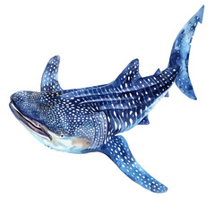 Wall Mural - A watercolor of a Whale Shark, isolated on a white background. Whale Shark vector.