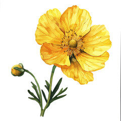 Wall Mural - A watercolor painting of a Buttercup flower, isolated on a white background. Buttercup vector.