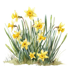 Wall Mural - A watercolor of a Daffodil Bush, isolated on a white background. Daffodil Bush vector.