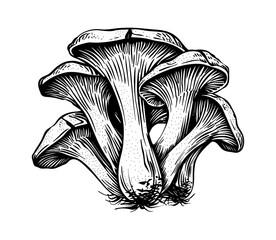 Wall Mural - mushroom oyster engraving black and white outline