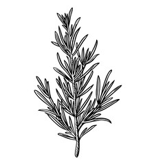 Wall Mural - rosemary engraving black and white outline