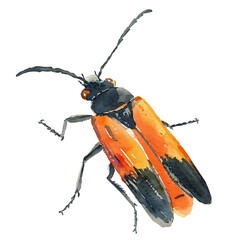 Canvas Print - A watercolor drawing of a Firefly, isolated on a white background. Firefly vector.