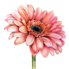 Wall Mural - A watercolor clipart of a Gerbera Daisy, isolated on a white background. Daisy vector.