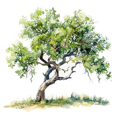 Wall Mural - A watercolor painting of a Mesquite Tree, isolated on a white background. Mesquite Tree vector.