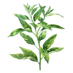 Wall Mural - A watercolor illustration of a Sprig of Lemon Verbena, with vibrant green leaves and a fresh, citrus scent. Sprig of Lemon Verbena vector.