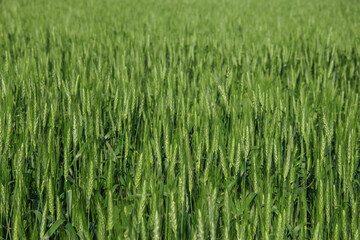 field of spring wheat