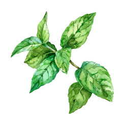 Wall Mural - A watercolor painting of mint leaves, isolated on a white background. Mint leaves vector.