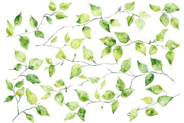 Wall Mural - A watercolor floral set of green leaves and greenery branches.