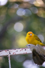 Wall Mural - Canario da terra. The true ground canary or ground canary (Sicalis flaveola), not to be confused with the canary or domestic canary (Serinus canaria),[2] belongs to the family Thraupidae