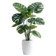 © Oshada - A vibrant indoor flower plant, monstera plant with large, fenestrated leaves on transparent or white background