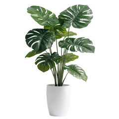 a vibrant indoor flower plant, monstera plant with large, fenestrated leaves on transparent or white