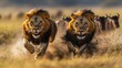 © paulus - Two majestic male lions sprint across the African savanna, dust flying, pursuing a wildebeest herd in the golden light of dawn.