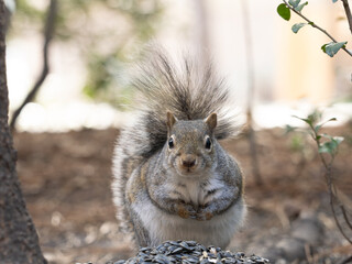 Wall Mural - Extreme Close Up of an Eastern Gray Squirrel Looking at the Camera