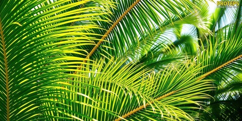 Wall Mural - Tropical palm leaves in vibrant green colors, with a variety of shapes and sizes, close-up, foliage