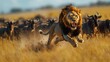 © paulus - Majestic male lion pursuing a wildebeest herd across the African savanna.
