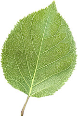 Poster - Close-up of a vibrant green leaf