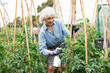 © JackF - Pleasant senior pretty woman gardener in gloves, spraying plants tomato with water sprayer.