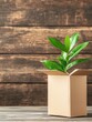 © CHONCHANOK PHOTO - A fresh green plant emerges from a cardboard box, symbolizing growth and sustainability against a rustic wooden background.